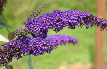 Glycogem-Buddleja-1472×776