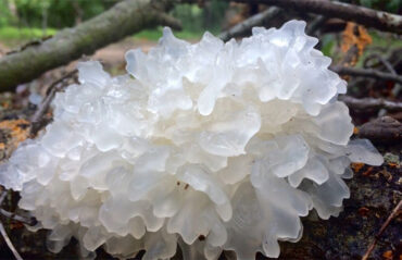 tremella-fuciformis-oliglycan-1280×776