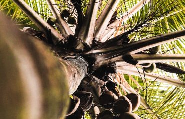 pexels-anugrah-lohiya-1646272