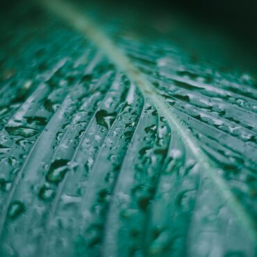 pexels-han-lahandoe-1820927