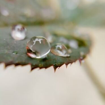 pexels-ravi-kant-5161263