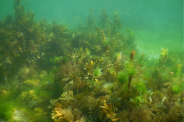 Zrzut ekranu 2026-01-27 095526